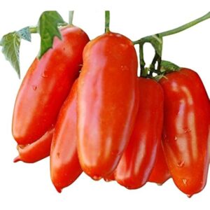 Organic San Marzano Tomatoes 500g