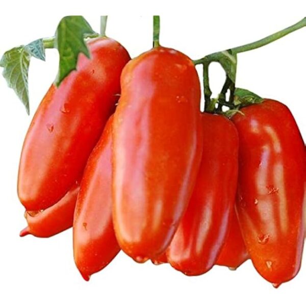Organic San Marzano Tomatoes 500g